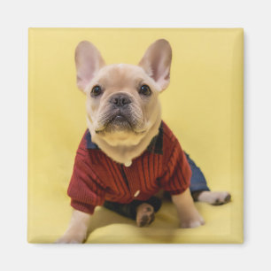 Kutest Baby Animals Franse Bulldog Dpress Magneet