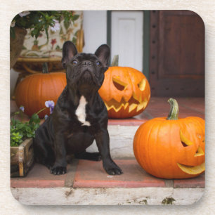 Kutest Baby Animals Franse Bulldog Halloween Bier Onderzetter