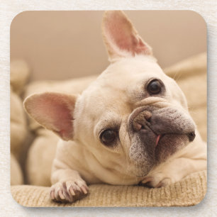 Kutest Baby Animals Franse Bulldog Head Tilt Bier Onderzetter