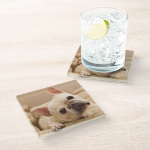 Kutest Baby Animals Franse Bulldog Head Tilt Glazen Onderzetter