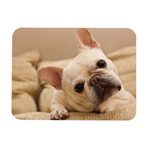 Kutest Baby Animals Franse Bulldog Head Tilt Magneet