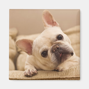 Kutest Baby Animals Franse Bulldog Head Tilt Magneet