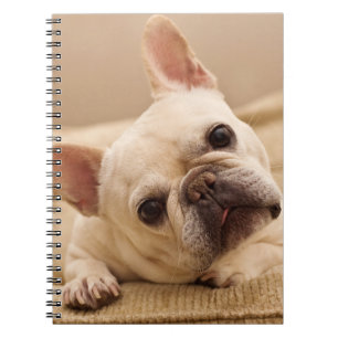 Kutest Baby Animals Franse Bulldog Head Tilt Notitieboek