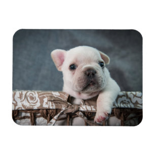 Kutest Baby Animals Franse Bulldog Magneet