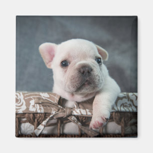 Kutest Baby Animals Franse Bulldog Magneet