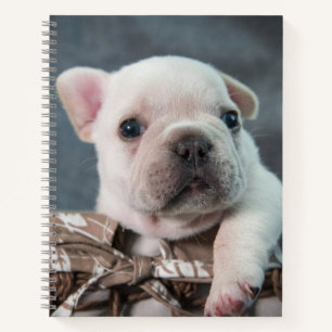 Kutest Baby Animals Franse Bulldog Notitieboek