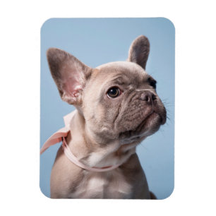 Kutest Baby Animals Franse Bulldog Pink Bow Magneet