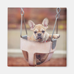 Kutest Baby Animals Franse Bulldog Playground Magneet