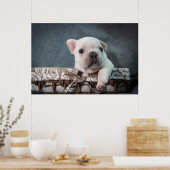 Kutest Baby Animals | Franse Bulldog Poster (Keuken)