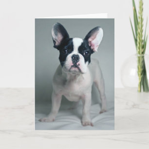Kutest Baby Animals Franse Bulldog Puppy Kaart