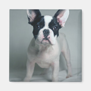 Kutest Baby Animals Franse Bulldog Puppy Magneet