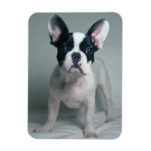 Kutest Baby Animals Franse Bulldog Puppy Magneet