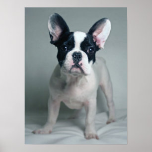 Kutest Baby Animals   Franse Bulldog Puppy Poster