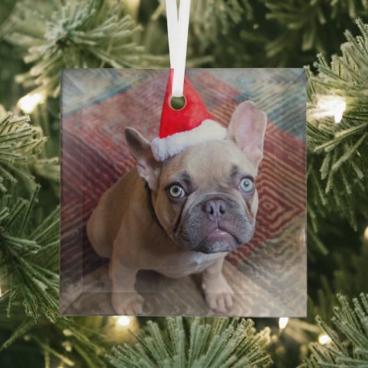 Kutest Baby Animals | Franse kerstfeestdag Glas Ornament (Insitu)