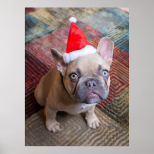 Kutest Baby Animals Franse kerstfeestdag Poster