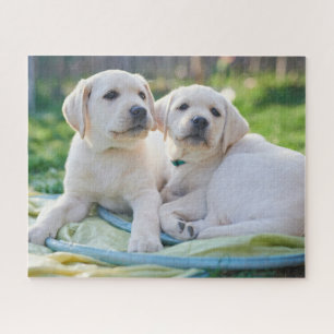 Kutest Baby Animals   Gele labrador Retrievers Legpuzzel