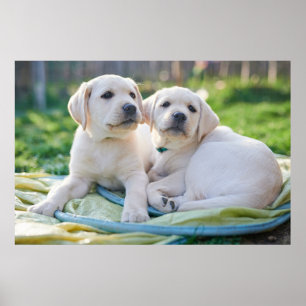 Kutest Baby Animals   Gele labrador Retrievers Poster