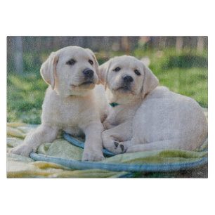 Kutest Baby Animals   Gele labrador Retrievers Snijplank