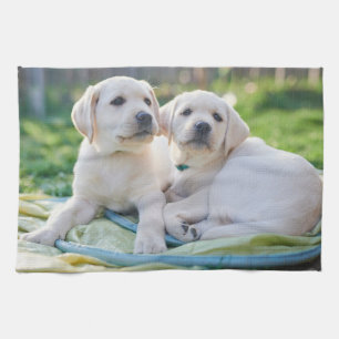 Kutest Baby Animals   Gele labrador Retrievers Theedoek