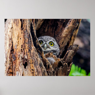 Kutest Baby Animals   Gepotte eigenaar Poster
