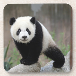 Kutest Baby Animals   Giant Panda Baby Bier Onderzetter