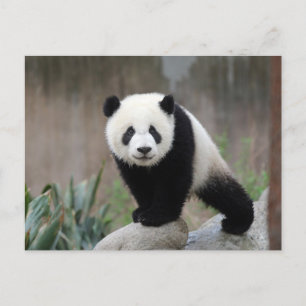 Kutest Baby Animals   Giant Panda Baby Briefkaart