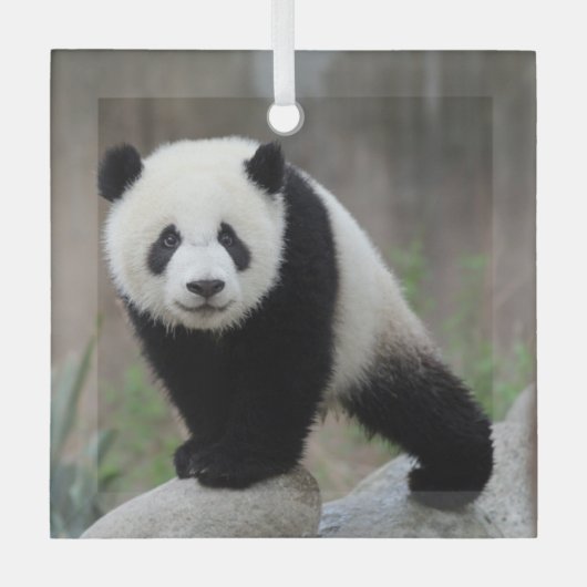 Kutest Baby Animals | Giant Panda Baby Glas Ornament (Voorkant)