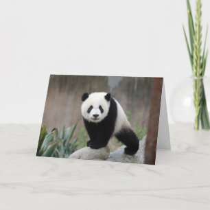Kutest Baby Animals Giant Panda Baby Kaart