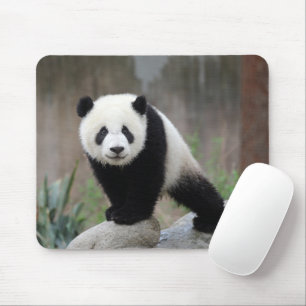 Kutest Baby Animals   Giant Panda Baby Muismat