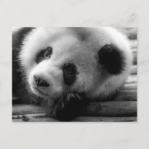 Kutest Baby Animals Giant Panda Beer Cub Briefkaart