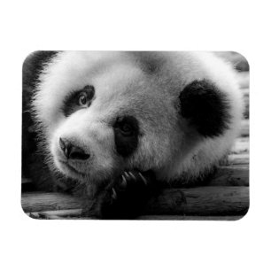 Kutest Baby Animals   Giant Panda Beer Cub Magneet