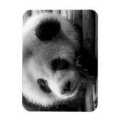 Kutest Baby Animals | Giant Panda Beer Cub Magneet (Verticaal)