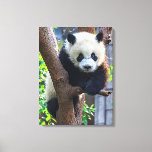 Kutest Baby Animals Giant Panda Cub Canvas Afdruk