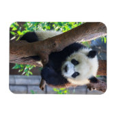 Kutest Baby Animals | Giant Panda Cub Magneet (Horizontaal)