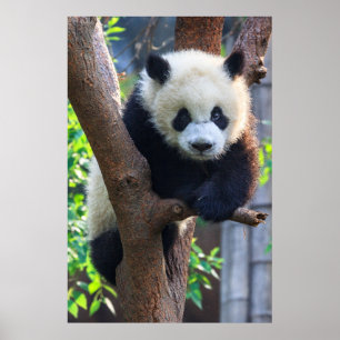 Kutest Baby Animals   Giant Panda Cub Poster