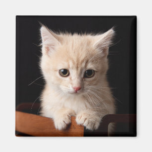 Kutest Baby Animals Ginger Kitten Magneet