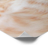 Kutest Baby Animals | Ginger Kitten Yawning Poster (Hoek)