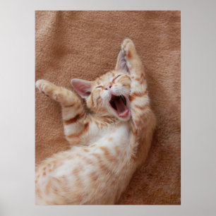 Kutest Baby Animals   Ginger Kitten Yawning Poster