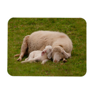 Kutest Baby Animals   Gloeiende gloeilamp Magneet