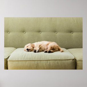 Kutest Baby Animals   Golden Retriever Puppy 2 Poster
