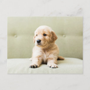 Kutest Baby Animals   Golden Retriever Puppy Briefkaart