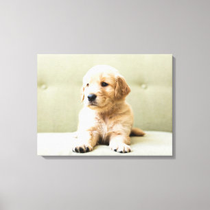 Kutest Baby Animals   Golden Retriever Puppy Canvas Afdruk