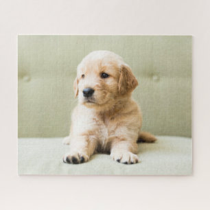 Kutest Baby Animals   Golden Retriever Puppy Legpuzzel