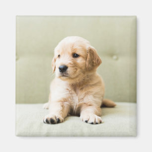 Kutest Baby Animals   Golden Retriever Puppy Magneet