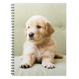 Kutest Baby Animals   Golden Retriever Puppy Notitieboek