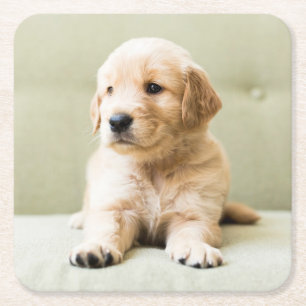 Kutest Baby Animals Golden Retriever Puppy Vierkante Kartonnen Onderzetter