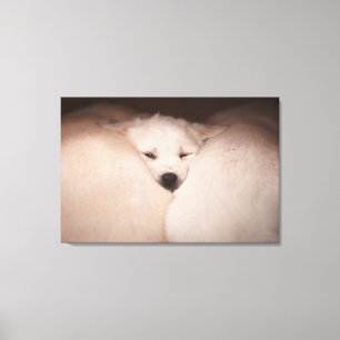 Kutest Baby Animals   Golden Retriever Snuggle Canvas Afdruk