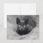 Kutest Baby Animals | Grijze katten Briefkaart (Voorkant / Achterkant)