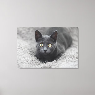 Kutest Baby Animals   Grijze katten Canvas Afdruk