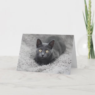 Kutest Baby Animals   Grijze katten Kaart